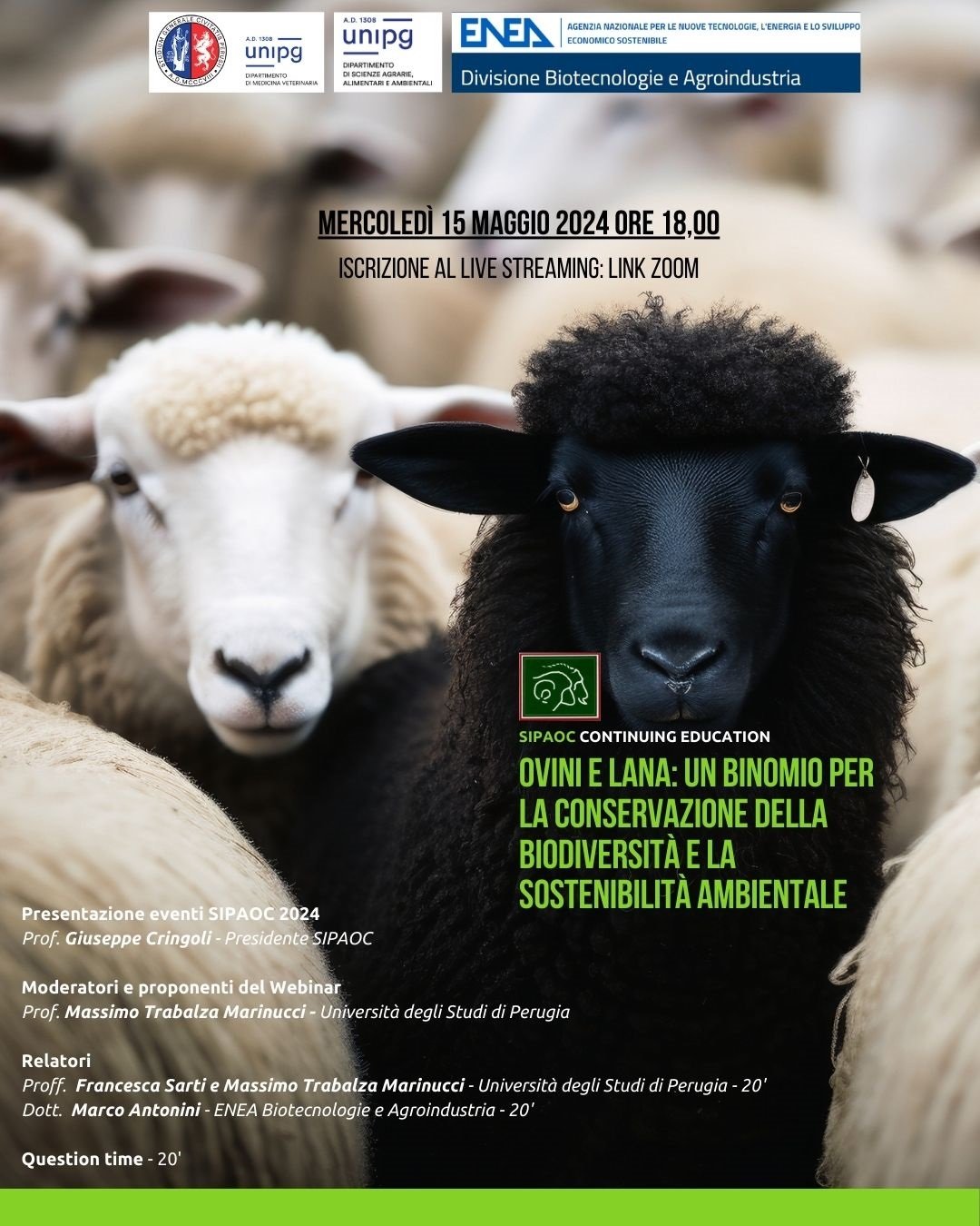 Ovini e la lana: un binomio per la conservazione della biodiversità e la sostenibilità ambientale